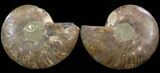 Cut & Polished Ammonite Fossil - Crystal Chambers #39508-1